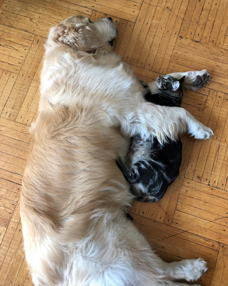 собака и кошка спят вместе