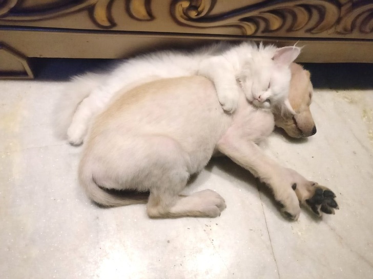 белый котенок спит со щенком