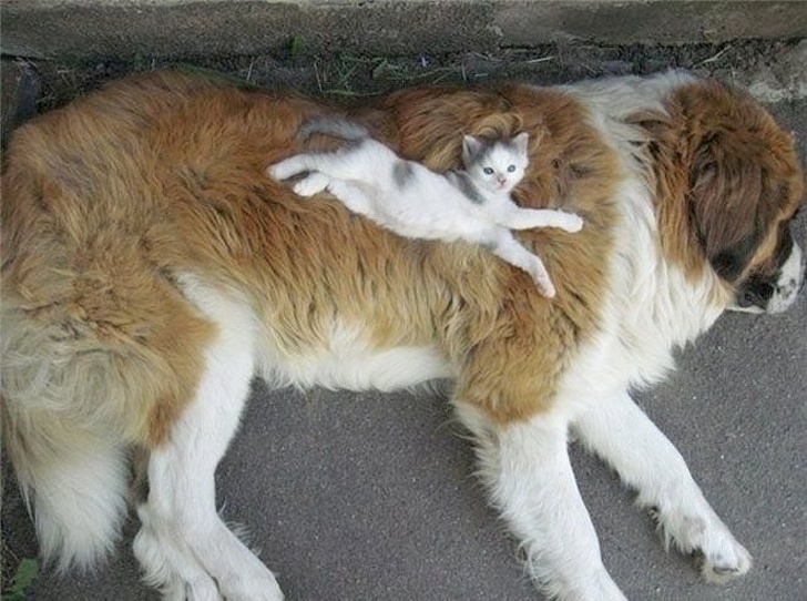 котенок лежит на большой собаке