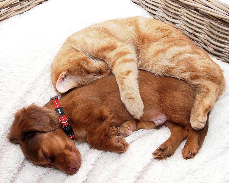 рыжий кот спит в обнимку со щенком