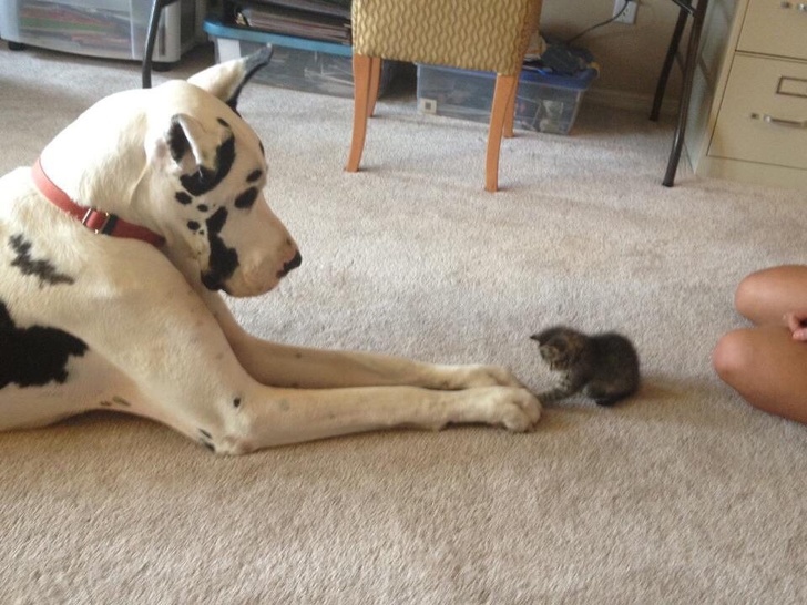 котенок и большая собака