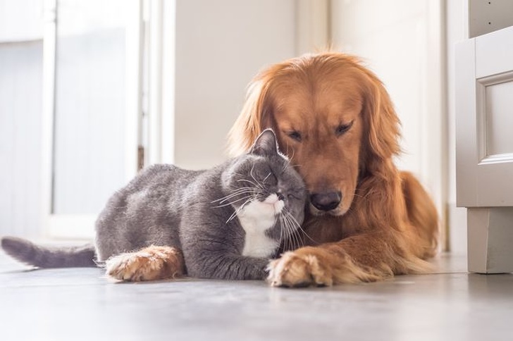 серый кот и рыжая собака