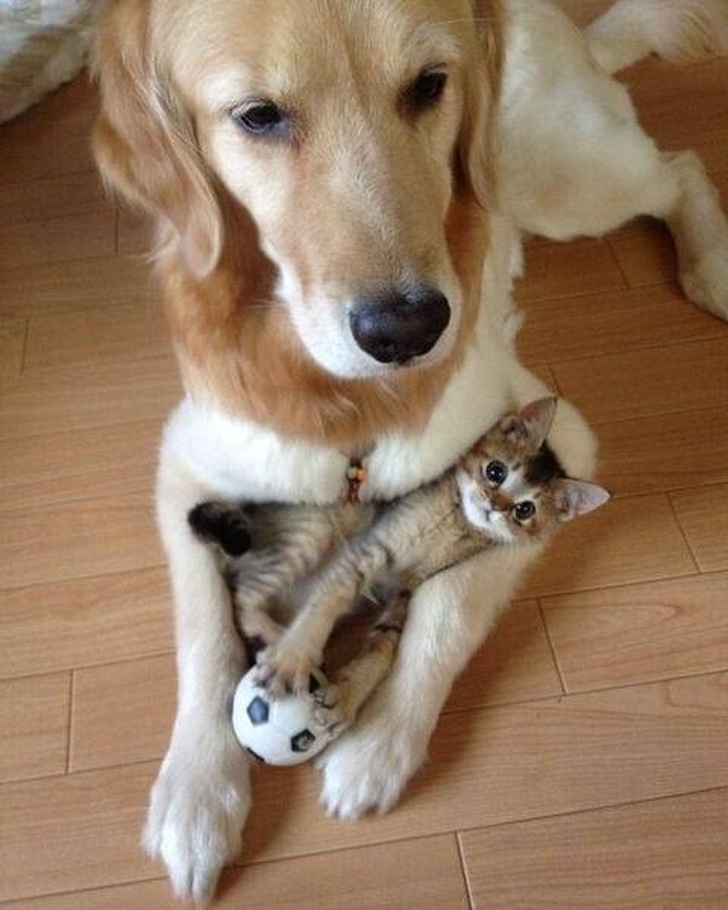 котенок с собакой