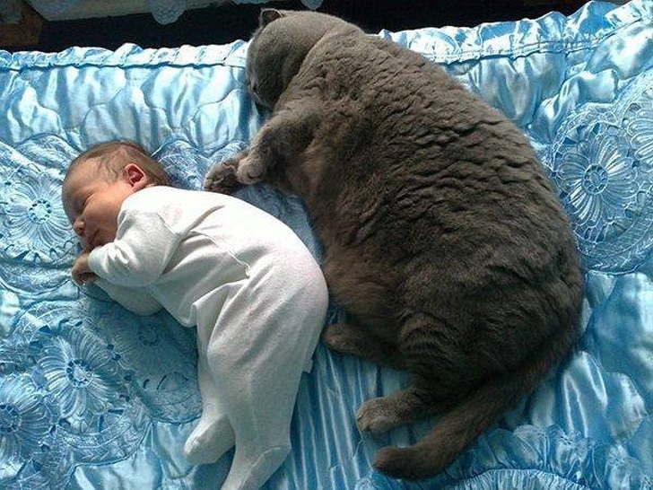 толстый кот и ребенок