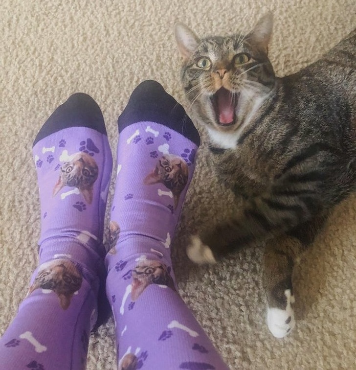 полосатый кот и женские ноги