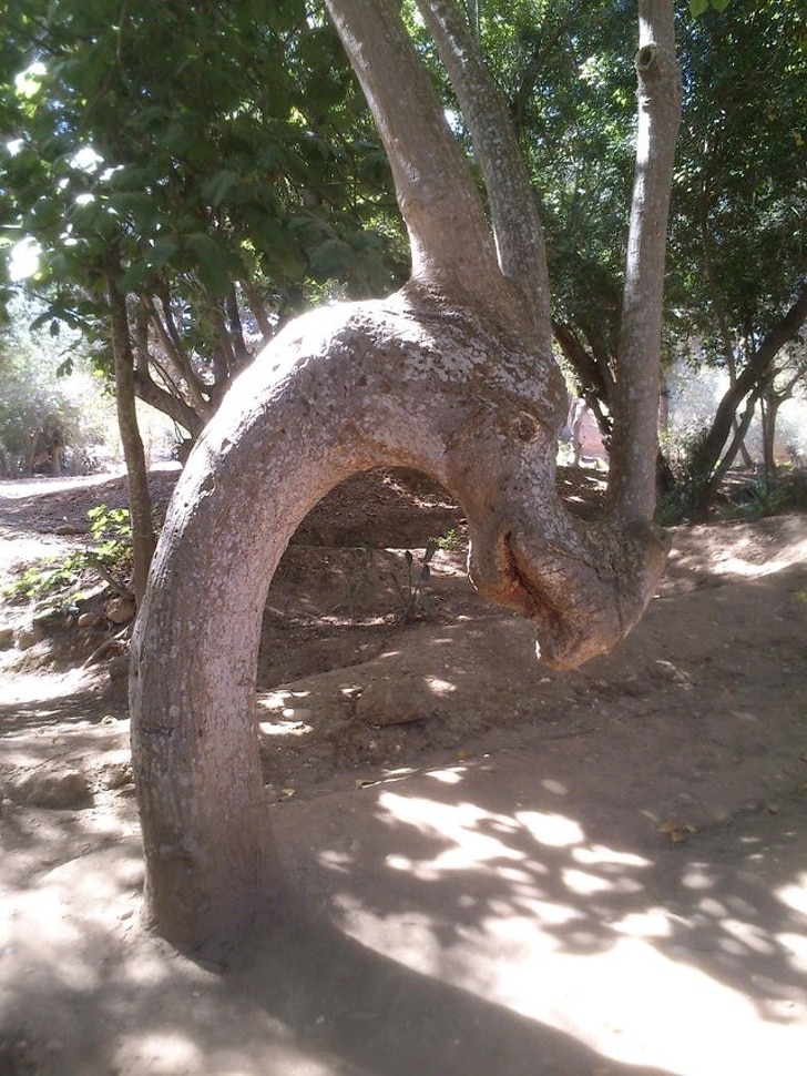 дерево в виде дракона