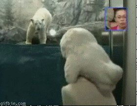 белый медведь в вольере
