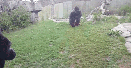 горилла разбивает стекло в зоопарке