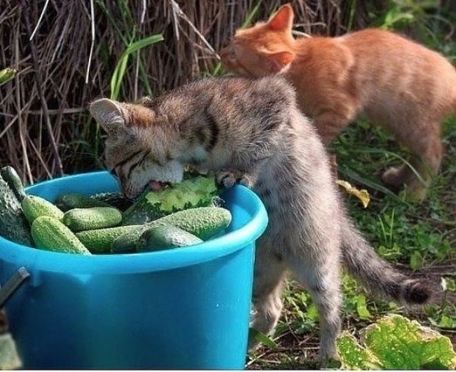 кот ест овощи