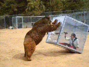 медведь и фотограф в стеклянном кубе