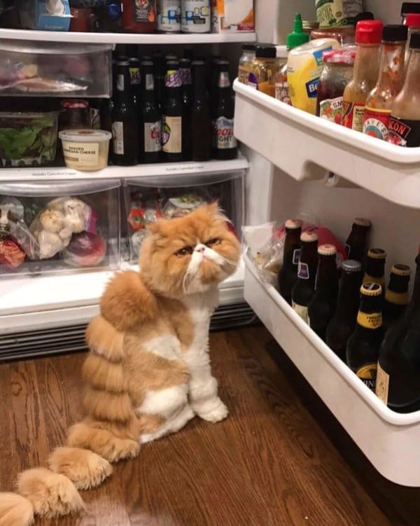 рыже-белый кот у холодильника