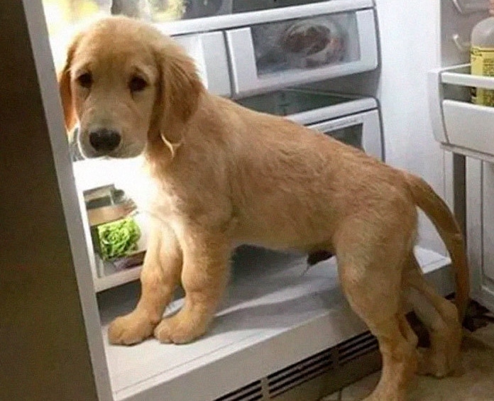 щенок стоит в открытом холодильнике