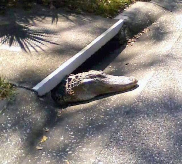крокодил в сливе