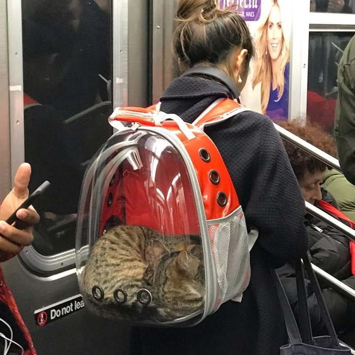 девушка с рюкзаком для переноски животных