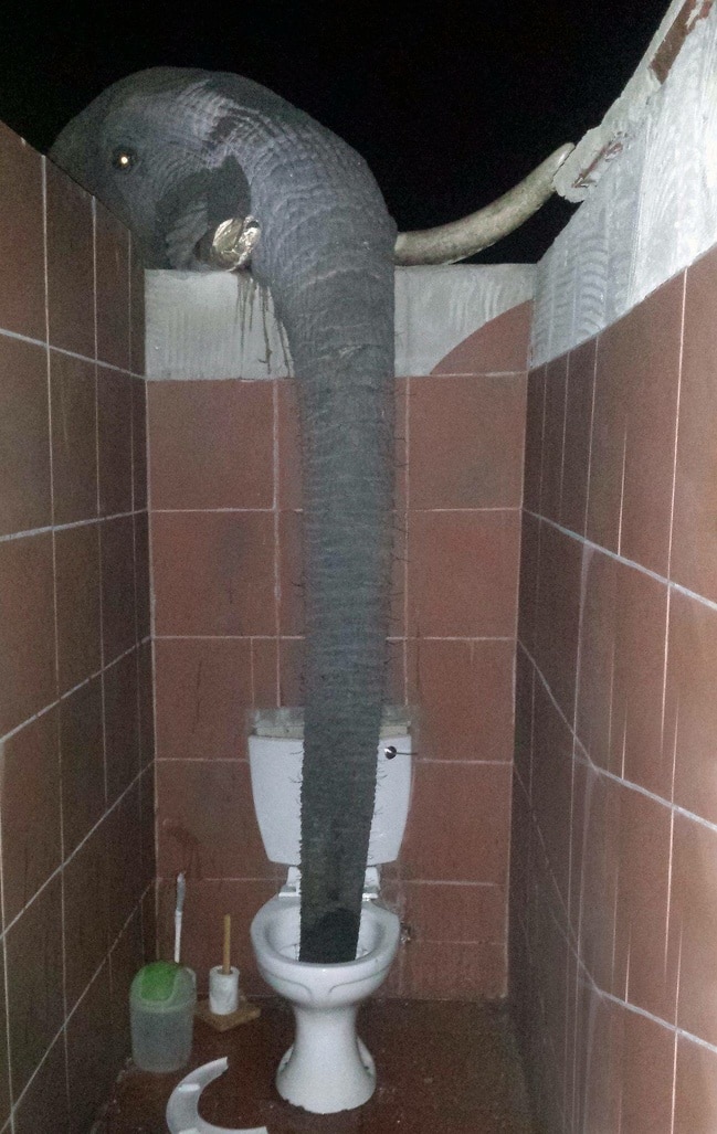 слон в туалете