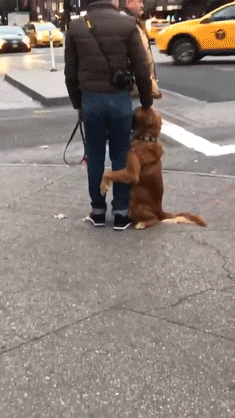 собака обнимает хозяина за ноги