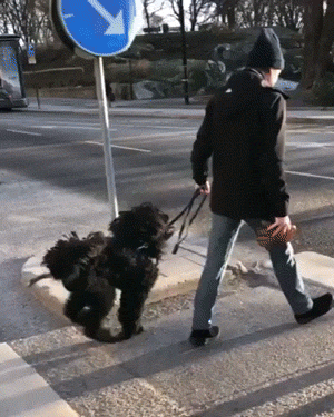 парень с собакой переходят дорогу