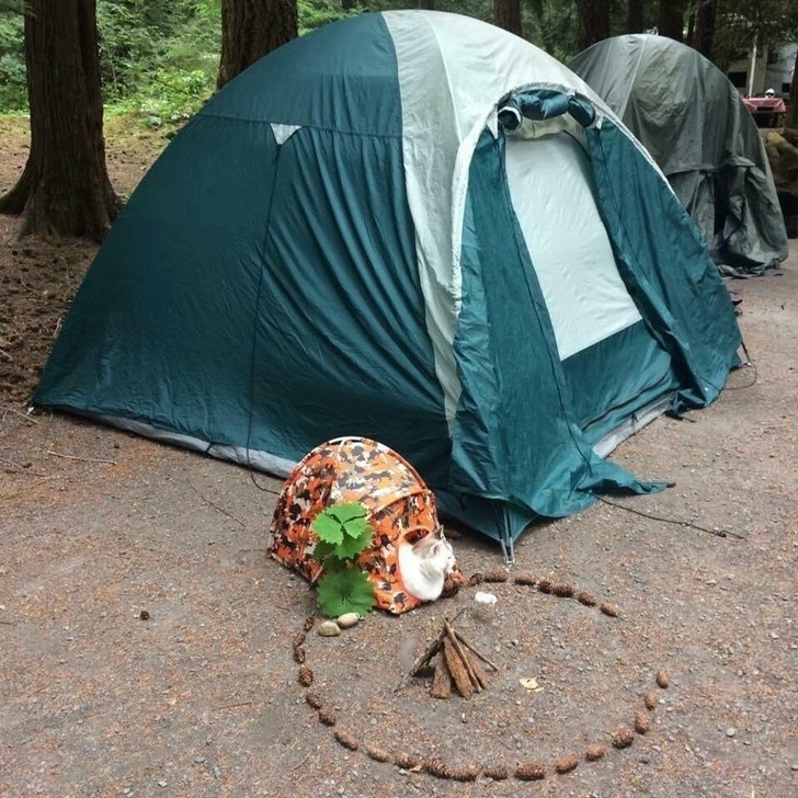 палатка для кота