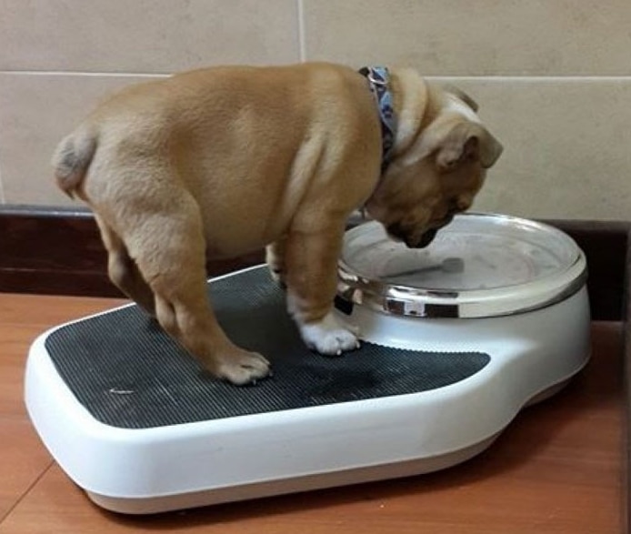 собака стоит на весах