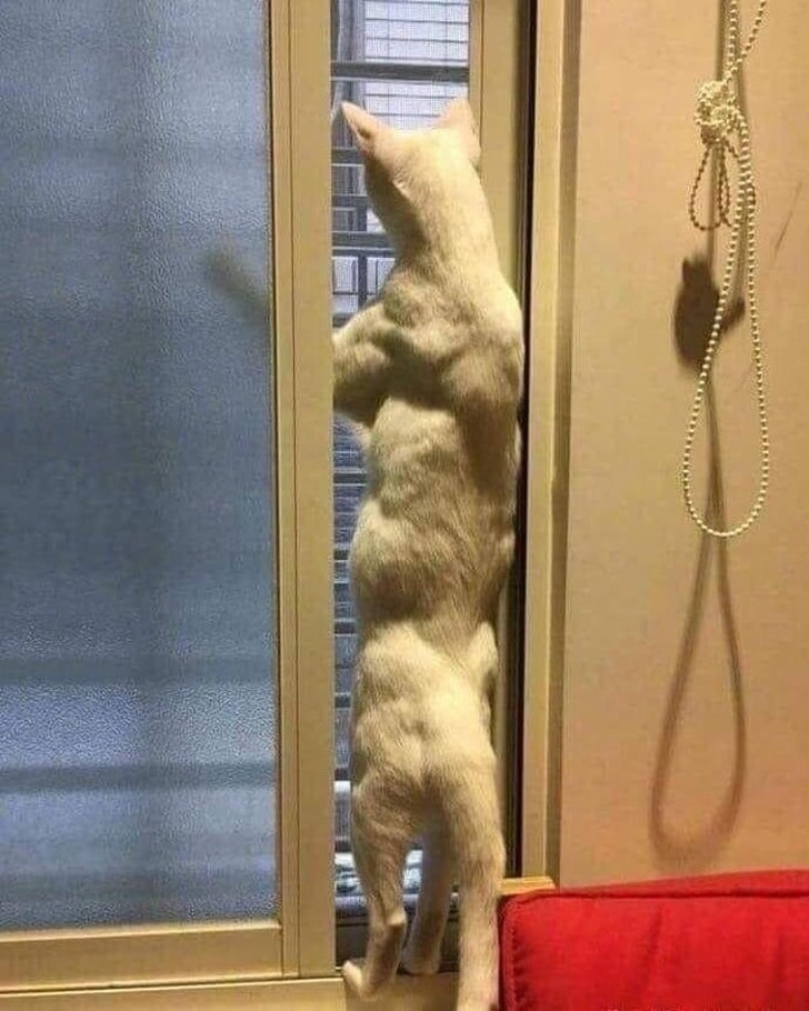 мускулистый кот