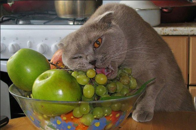 кот и фрукты