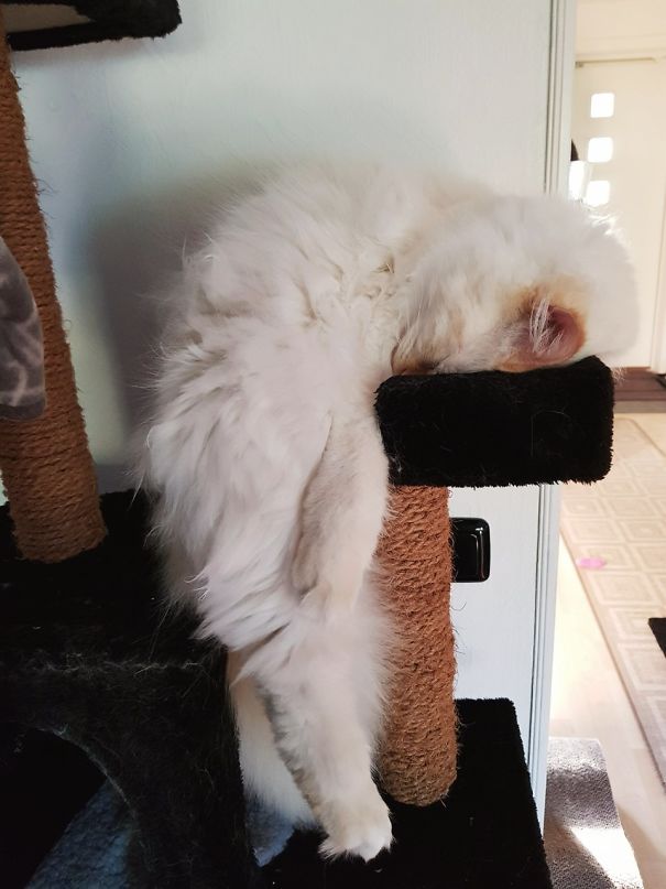 белый пушистый кот спит
