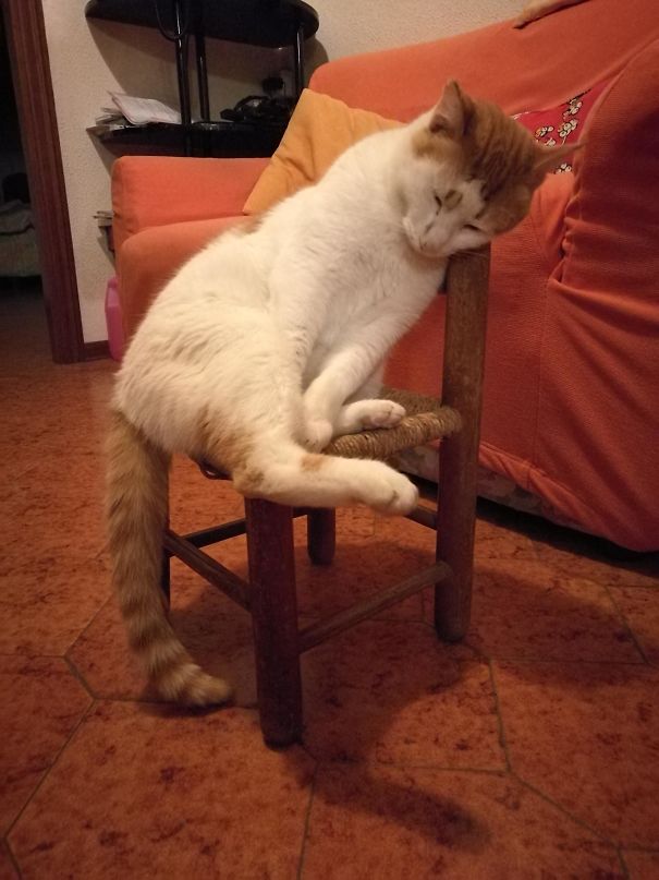 кот спит на стуле