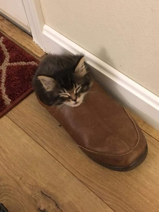 котенок спит в ботинке