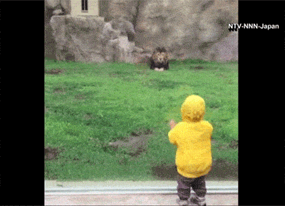лев и ребенок в зоопарке