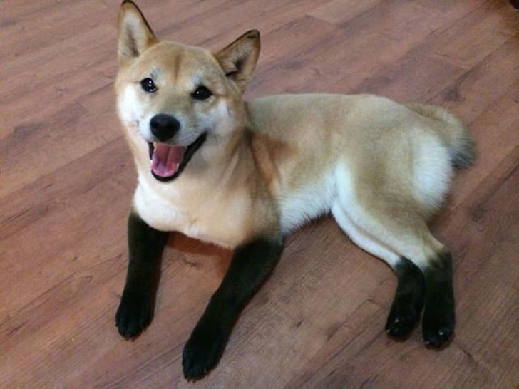 собака в носочках