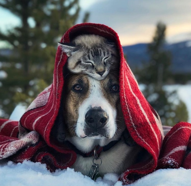 кот и собака под пледом