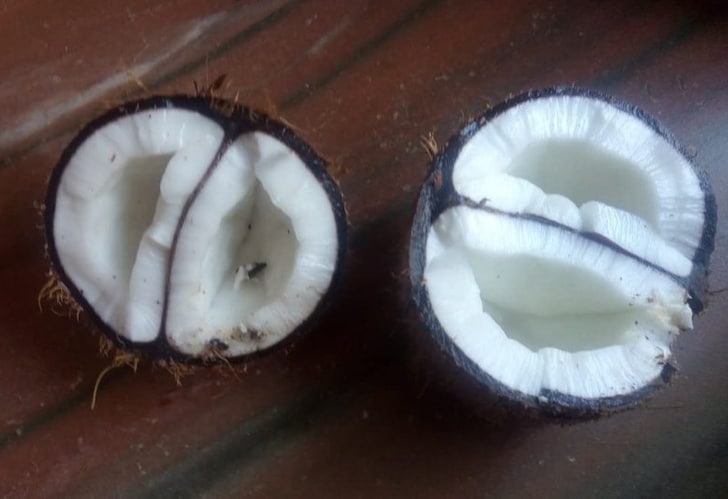 двойной кокос