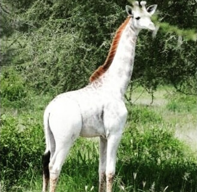 жираф альбинос
