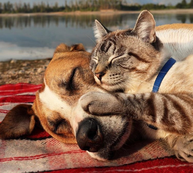 кот и собака спят вместе