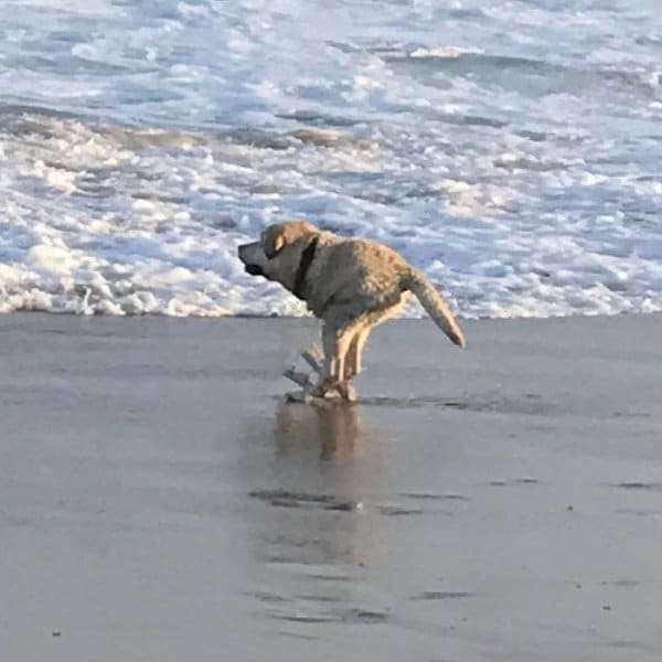 собака бежит по пляжу