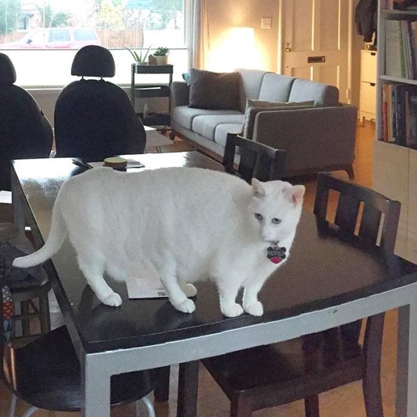 белая кошка стоит на столе
