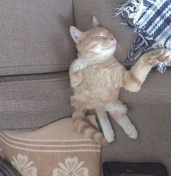 рыжий кот спит на диване