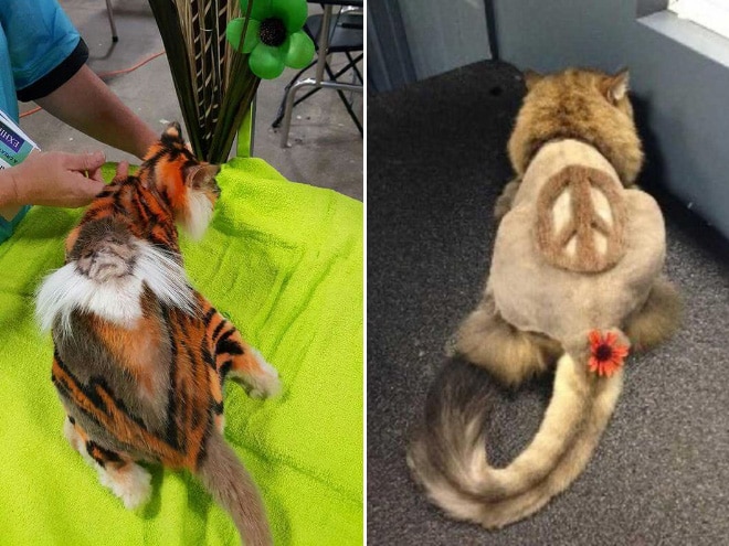 коты у парикмахера
