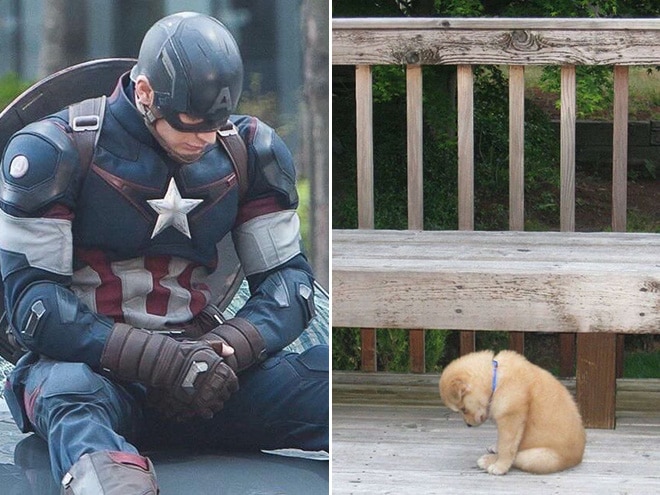 капитан америка и щенок