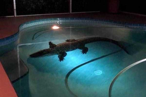 аллигатор в бассейне