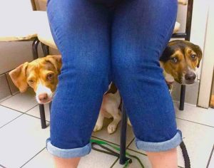 собаки под стулом