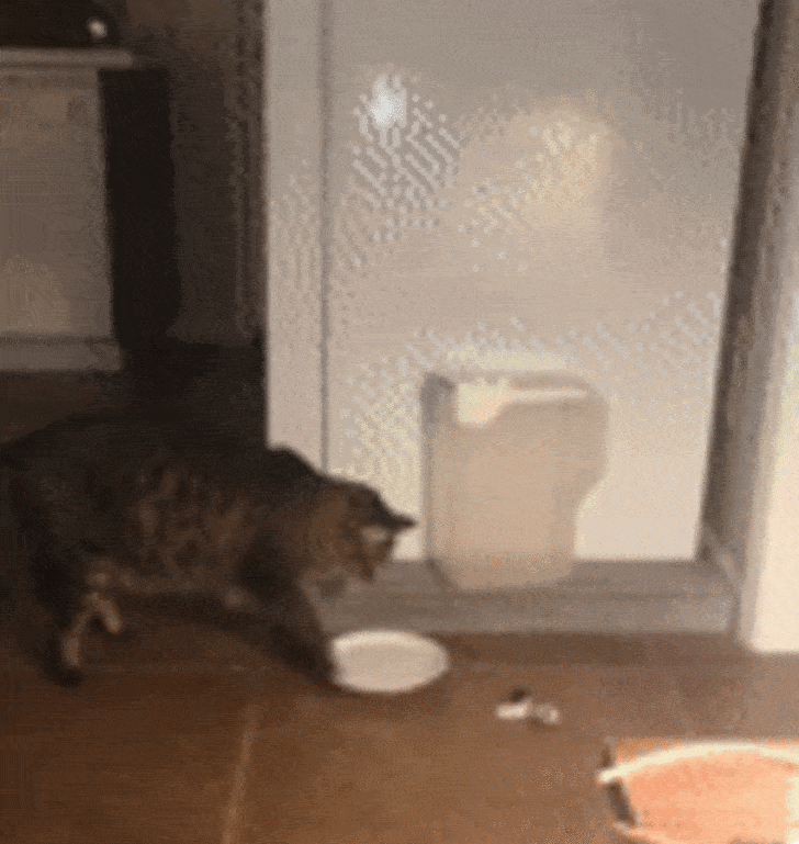 кот выплескивает воду из тарелки