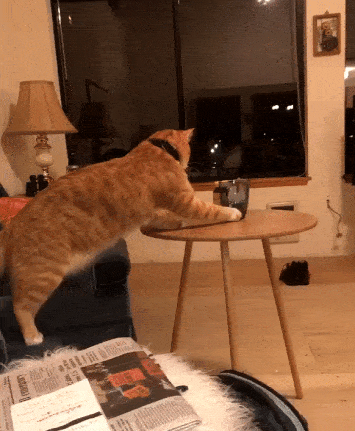 рыжий кот столкнул стакан со стола