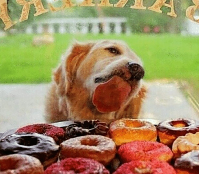 собака облизує вітрину з пончиками