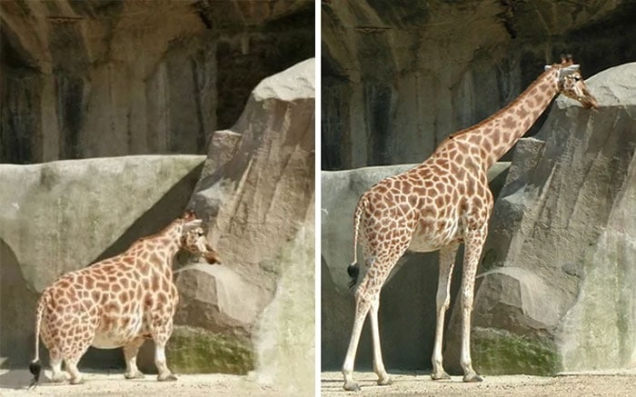жираф карлик