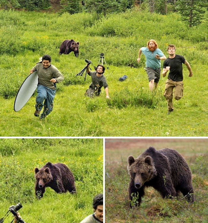 медведь бежит за фотографами