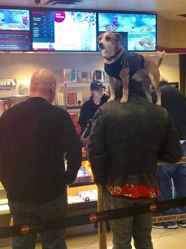 собака стоит на плечах у мужчины
