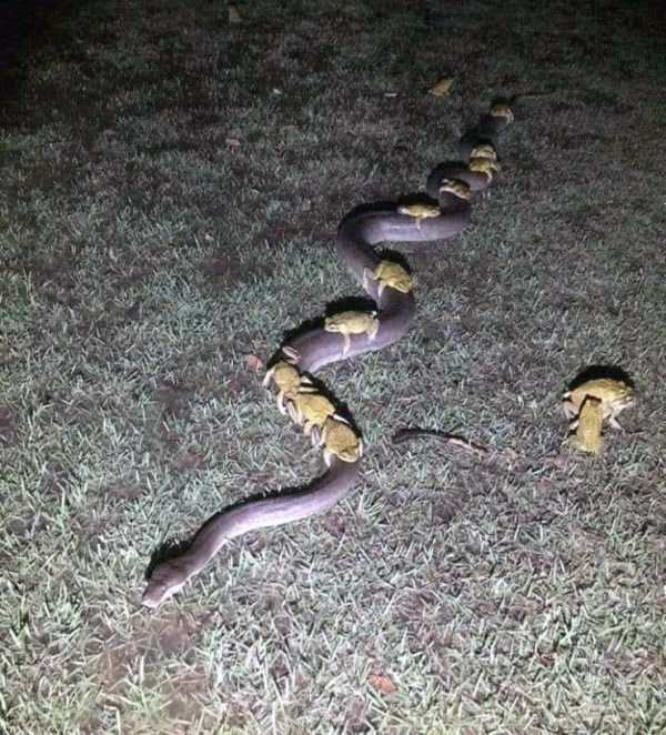 лягушки сидят на змее