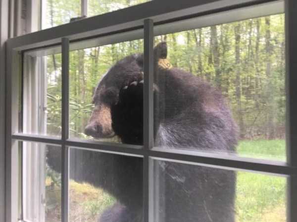 медведь заглядывает в окно