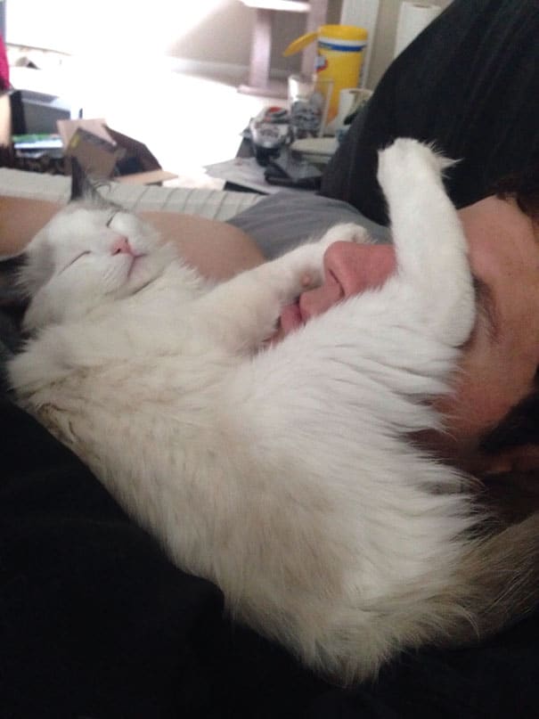 белый кот спит на лице у парня